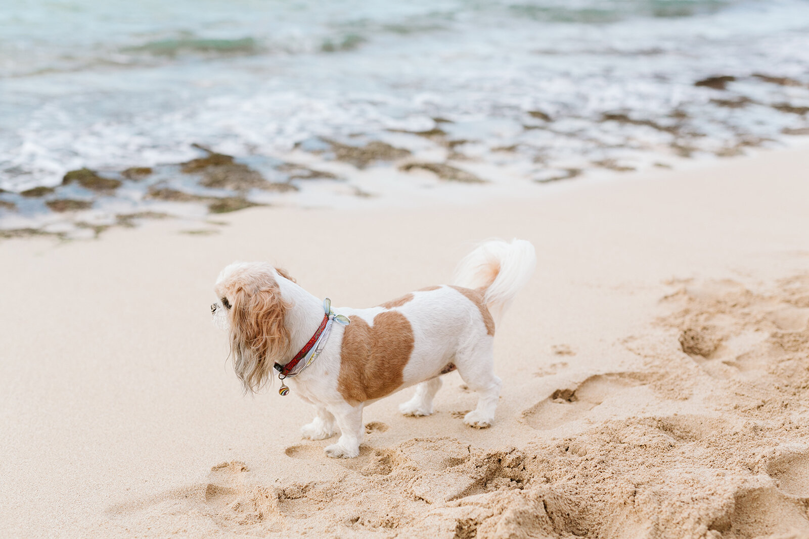North-Shore-Hawaii-Mokuleia-Beach-House-Wedding.jpg