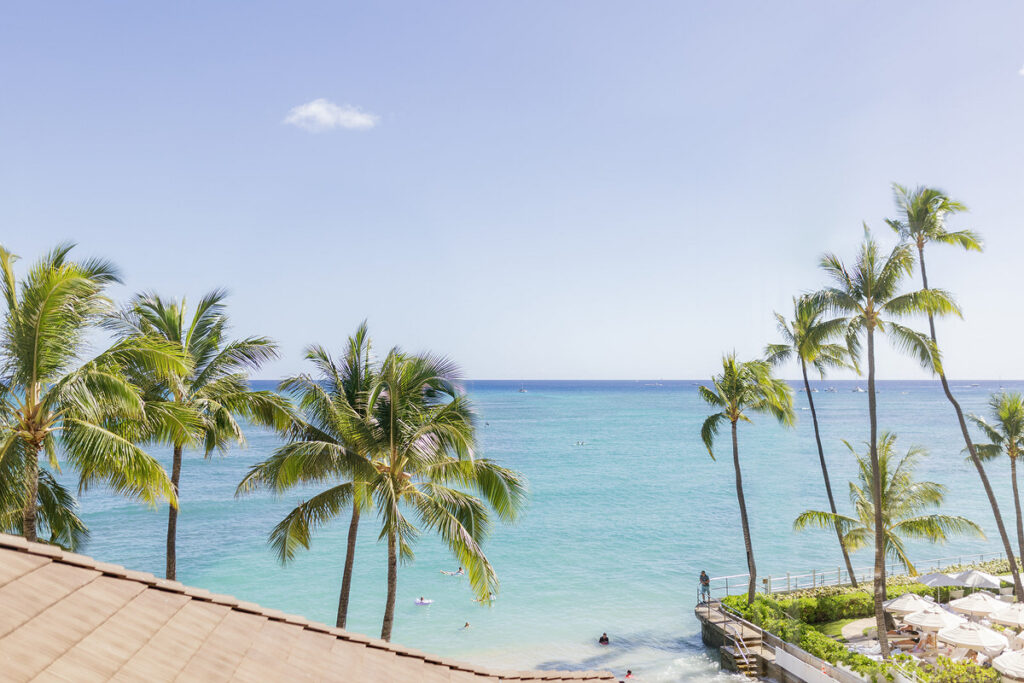Palm trees along the water by the ocean